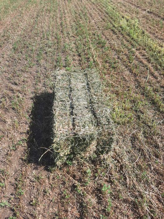 Vand bloti de lucerna, coasa a 5 a  anul 2 si coasa a 4 a anul 12025