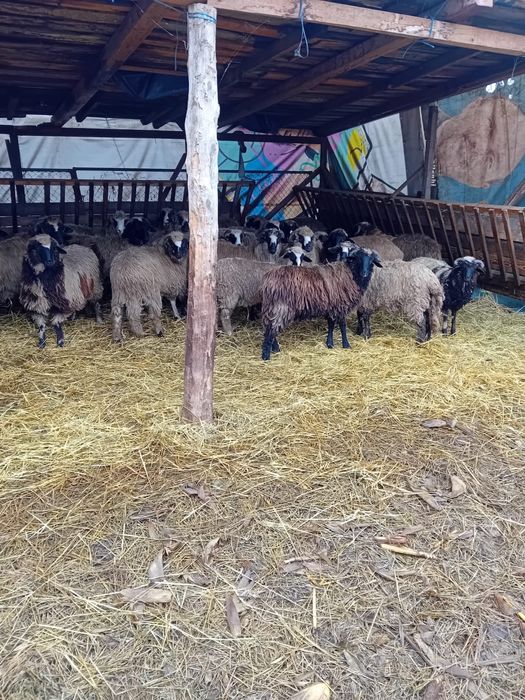 Berbecuti din oi bune de lapte