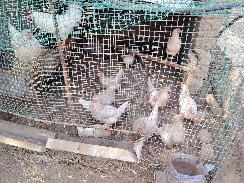 1 ta xo'roz 11 ta tovuq sotiladi