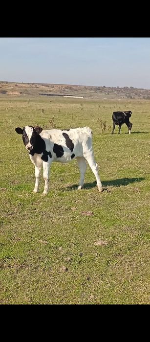 Vând 6 tăurași și 4 vitele