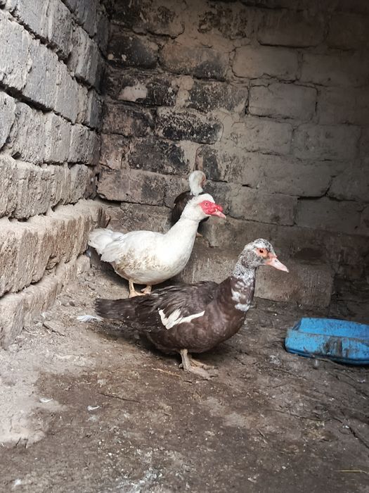 Продам семейку шепунов или обмен