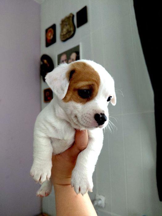 Продавам Джак ръсел териер