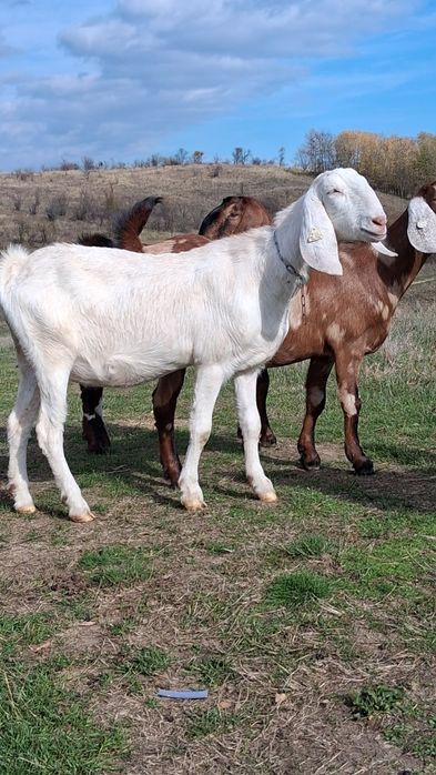 Vând capre Anglo Nubiene cu Pedigree