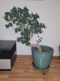 Bonsai Ficus 87 cm inaltime planta decorativa