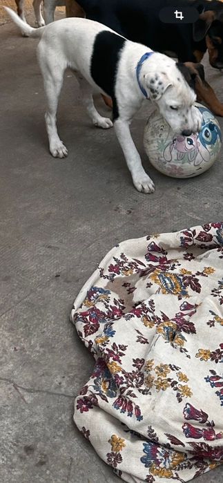 Donez catei de curte