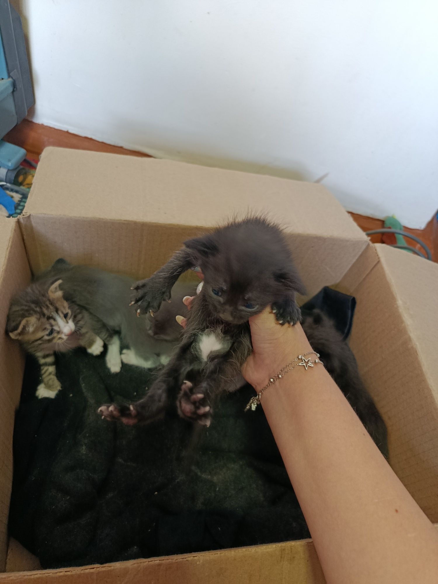 Отдам котят в добрые руки