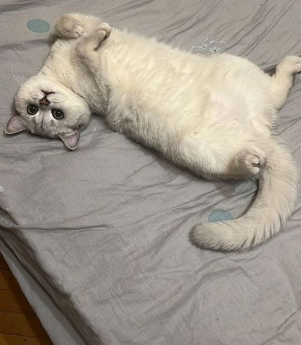 Вязка кота шиншилы серебро, опытный жених