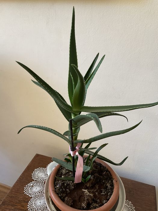Incaltator pantofi si flori apartament