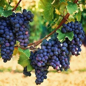 Vita de vie nobila soiuri negre de masa