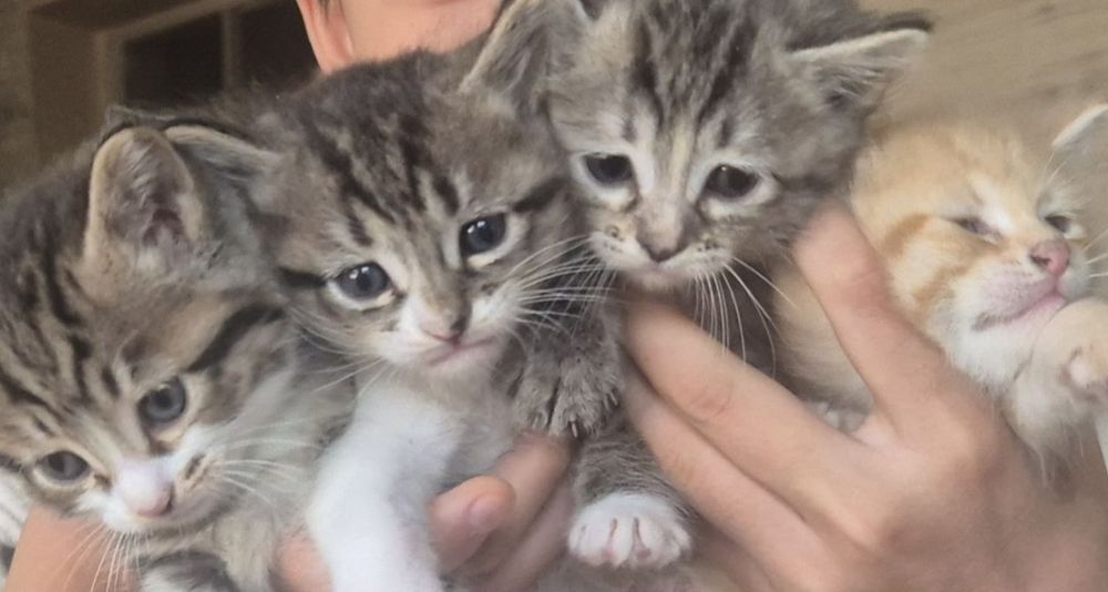 Отдам в хорошие руки домашних, умненьких и хорошеньких котят 1.5 месяц