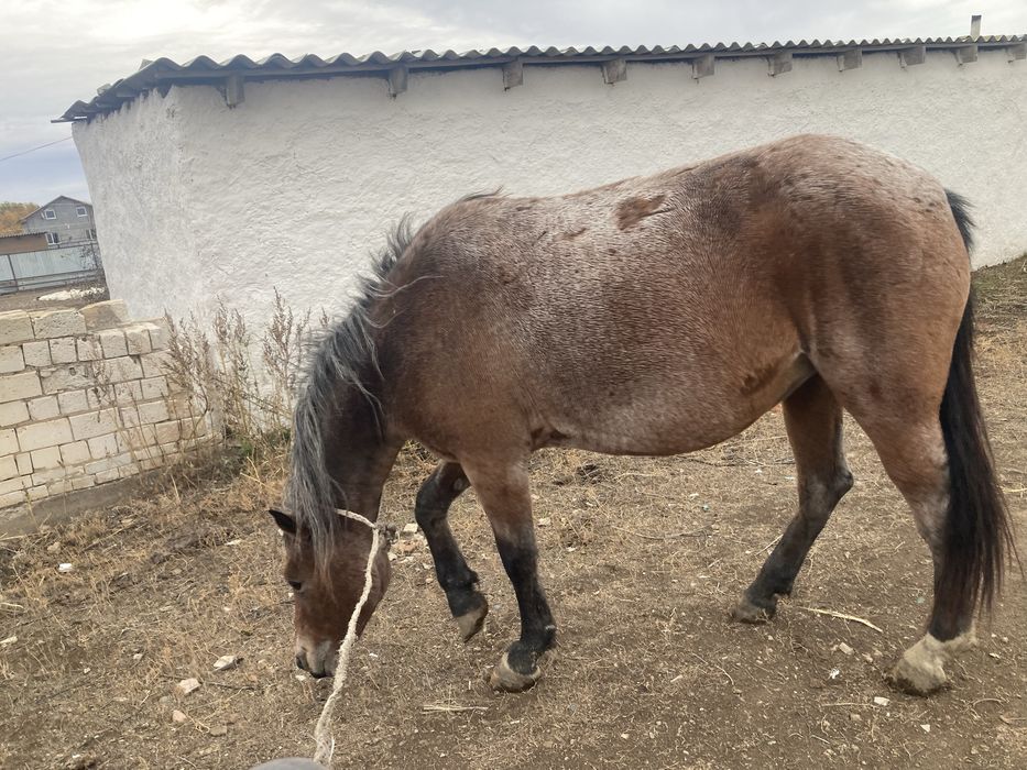 Продам лошадей 2 головы