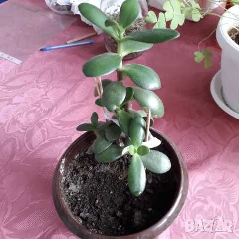 Стайни цветя - Коледничета