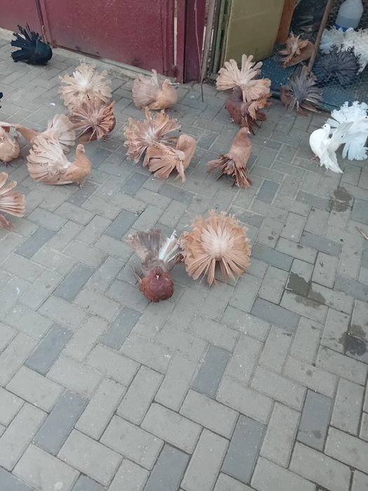 Vind porumbei rotati diferite culori.