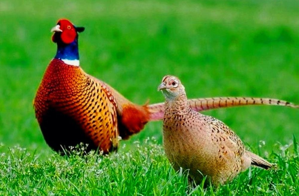 Kavkaz qirg'ovulla sotiladi