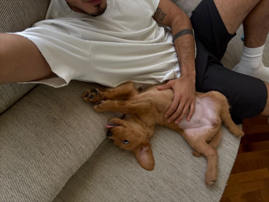 Labradoodle fetiță