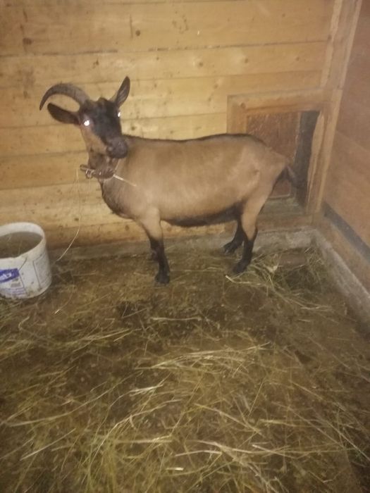 Capre alpine franceze