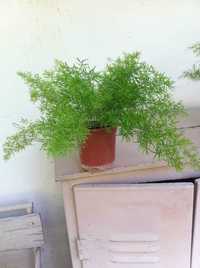 Аспарагус плюмозус комнатное изящное полувьющееся растение