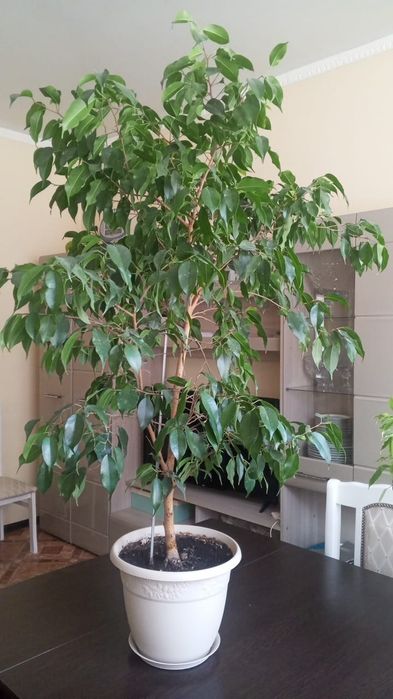 Продается Фикусы Бенджамина