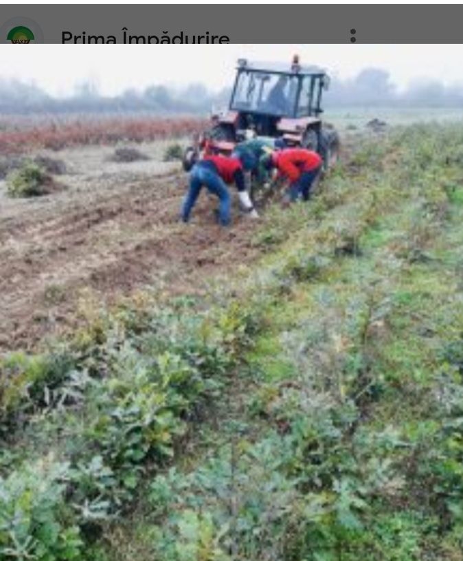 Puieți foresteri pentru ămpăduriri