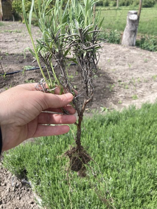 Лавандула разсад