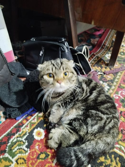 Зотга мушук сотилади нархини келишамиз