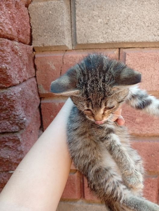 Спасённая кошечка ищет свой дом