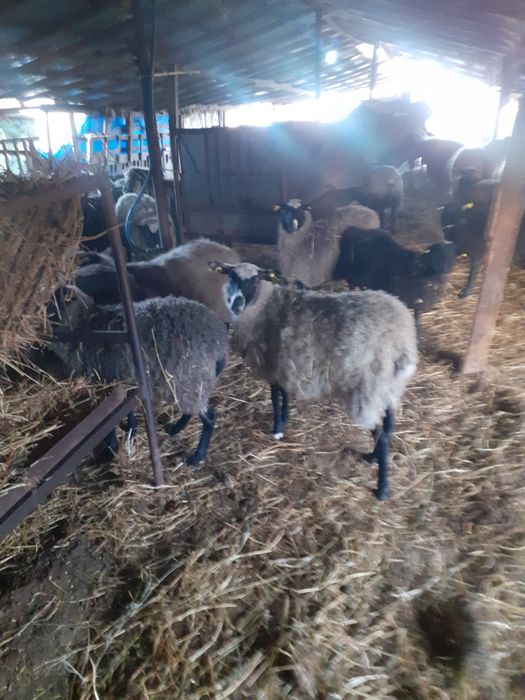 Miele  rasa romanov de vanzare