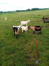 Vand 3 capre, un țap și 2 ieduțe de 2 luni jumate