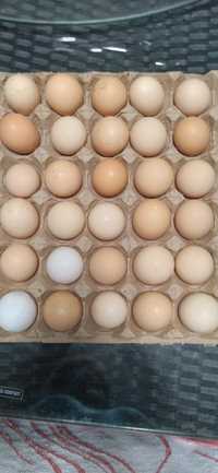 Яйцо домашнее от породистых кур