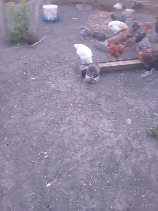 Vând pui de rasă
