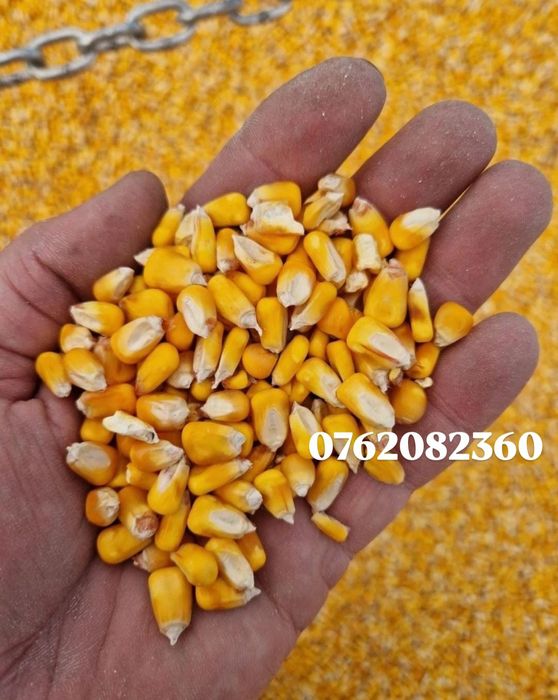Vand porumb , grau  productia 2025 super calitate