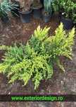 Enupar tarator, plante ornamentale, pon pon, spirale, photinia etc