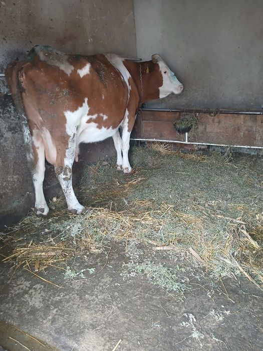 Vând vaca bună de lapte