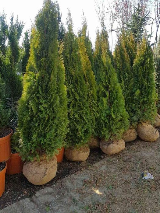 Plante ornamentale calitatea 1 la cel mai bun preţ se ofera livrare