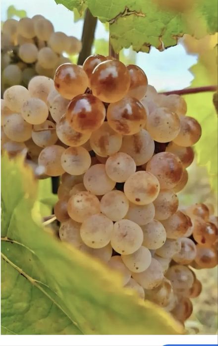 Struguri de vin , pentru iubitorii de finețuri