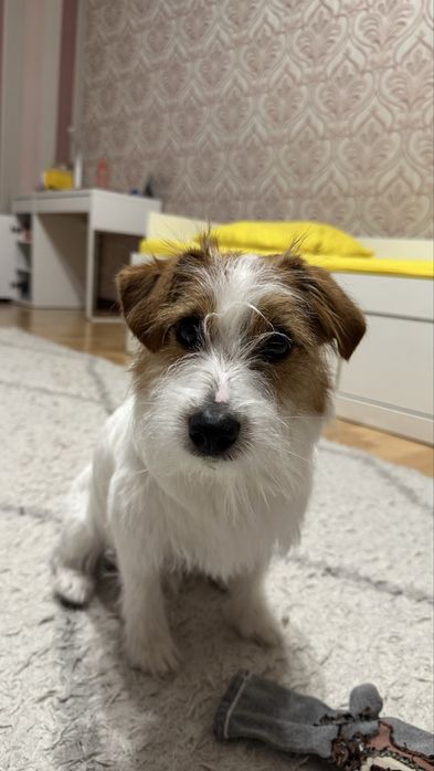 Джек рассель терьер, мальчик