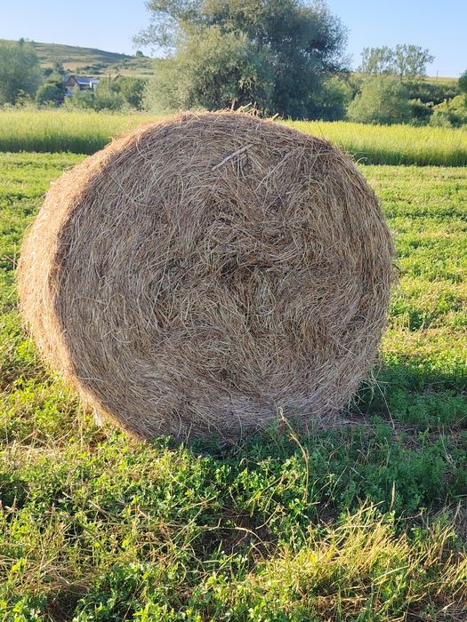 Vând baloti de fân și lucernă producție 2025