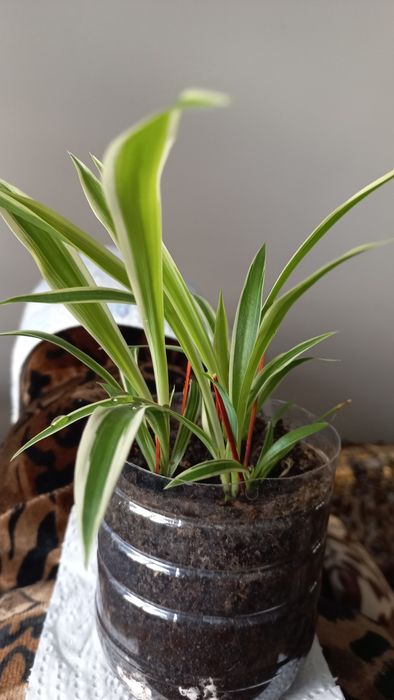 Продам Хлорофитум