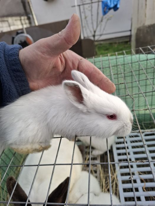 Iepurasi cap de leu si californian