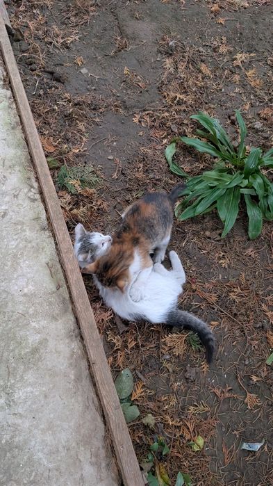 Donez pisici iubitorilor de animale