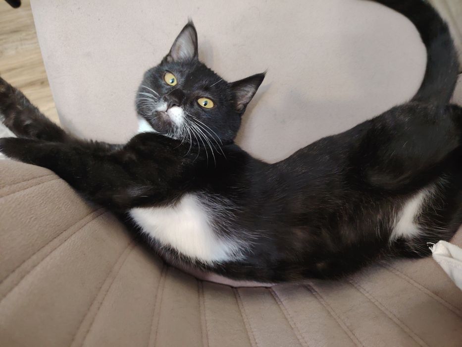 Котенок черно белый