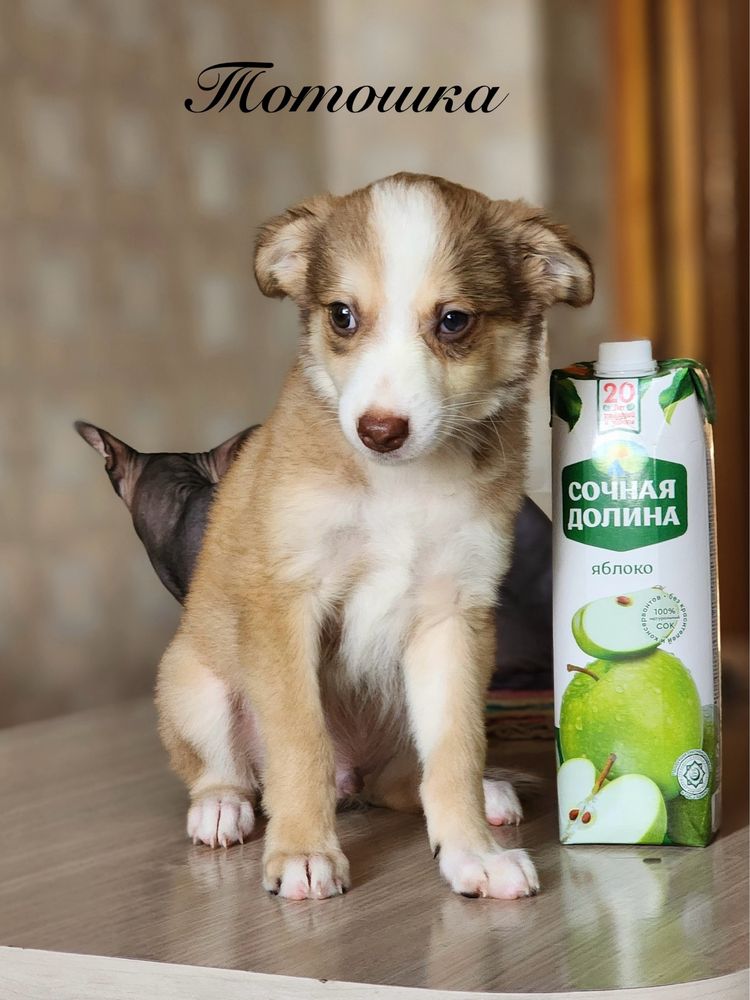 Малыши ищут ответственных родителей!