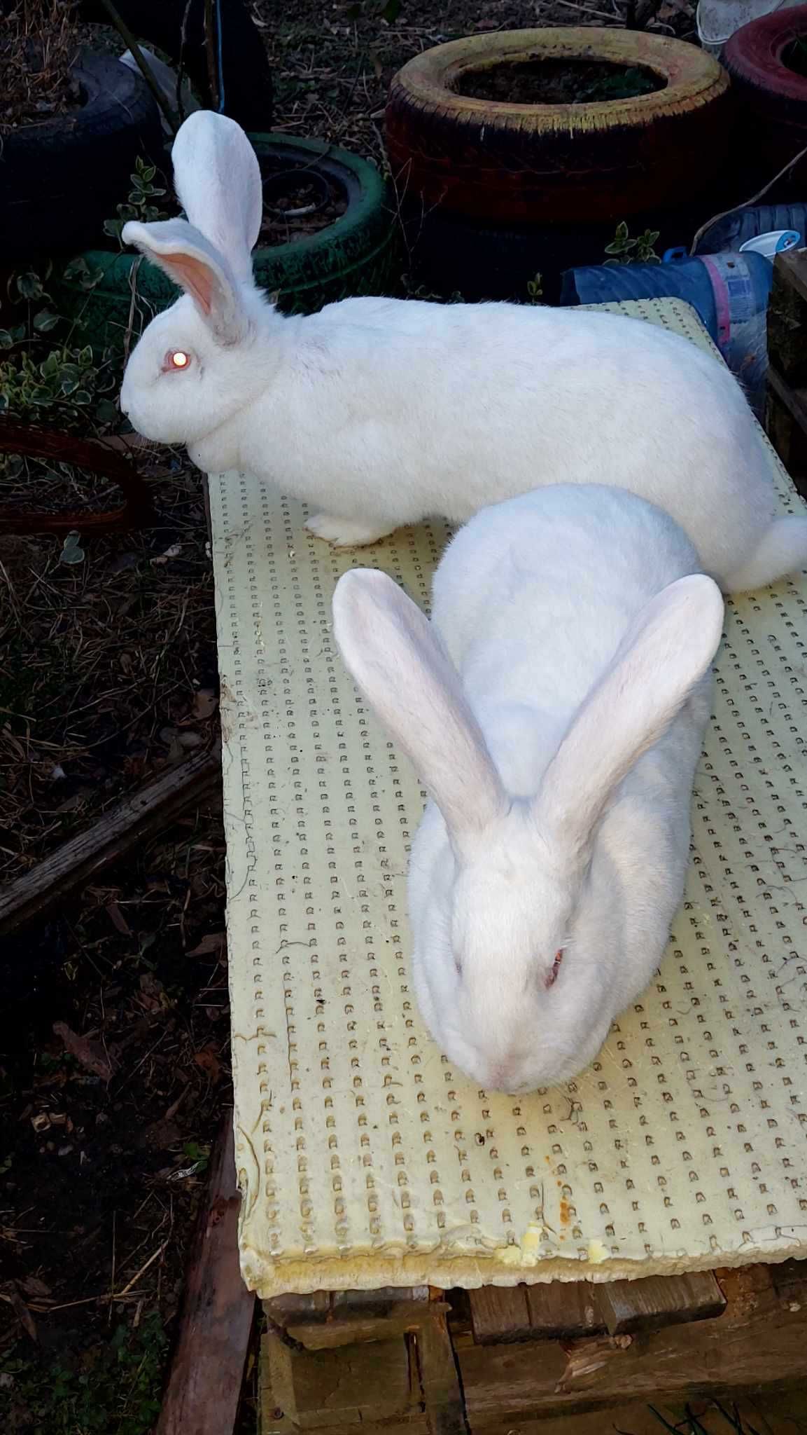 Продавам зайци,чисти породи(бял великан) и кръстоски