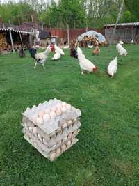 Oua de găină Bio