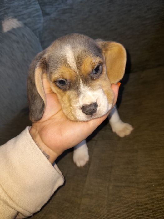Oferta azi! Puiuti beagle tricolor și silver