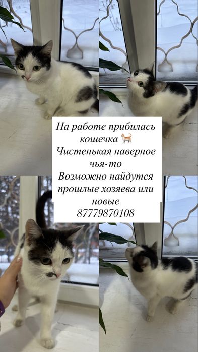 Найдена кошка возможно чья-то