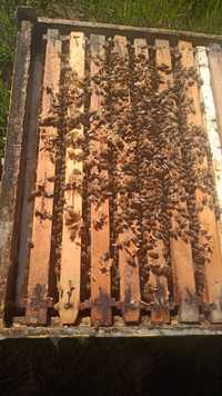 Vând 80-100 de familii de albine