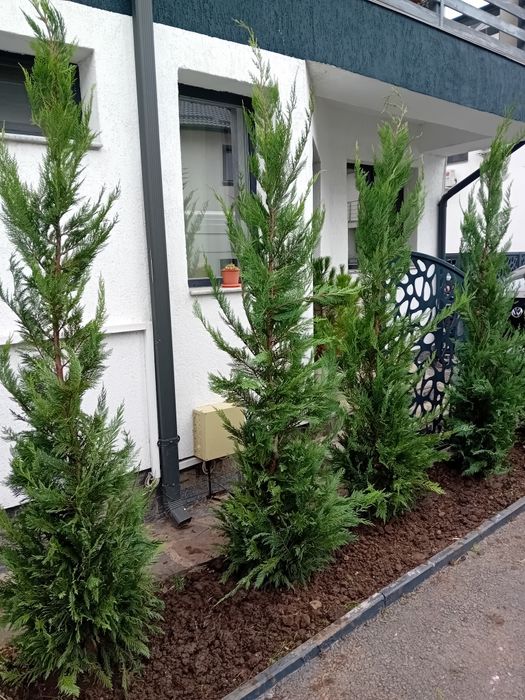 Vând chiparos cupresus leylandi diferite dimensiuni