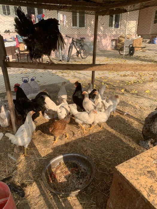 Tovuqla sotiladi tuxum qoyvoti