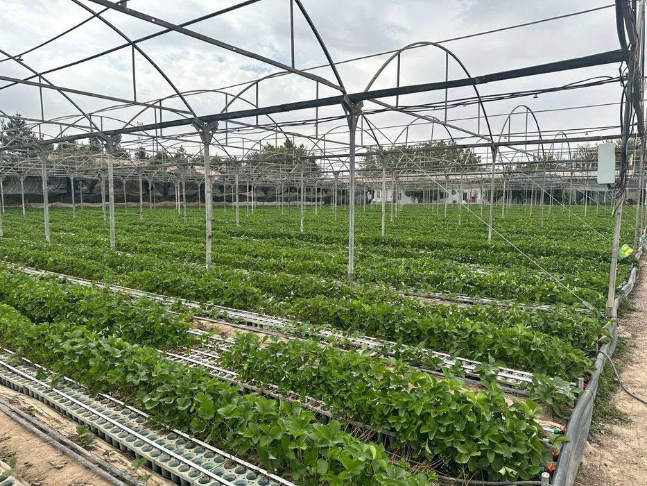 Парник  сотилади   заводской  70сотикники